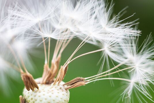 Pollen falls from a flower